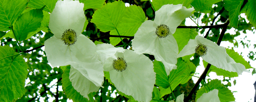 In mid-April starts the flowering season of the Handkerchief Tree. The exploration history of this unusual tree is a good example of how important ornamental plants from China became in our gardens.