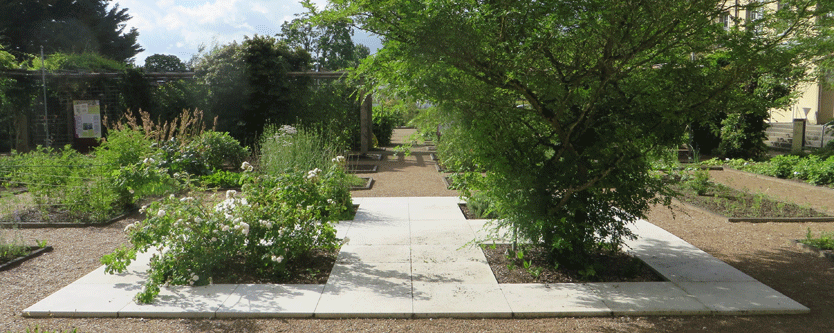 Gart der Gesunfheit - A new garden of medicinal plants featuring one of the oldest printed herbals with illustrations