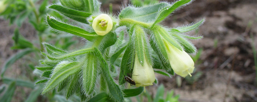 The distribution of Onosma arenaria in Germany is limited to the Mainz Sand Dunes. In the botanic garden rare plant species are preserved outside their natural habit.